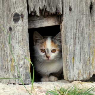 cats2_1159