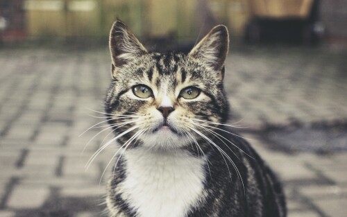 cats2_1166.jpg