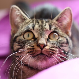cats2_1167