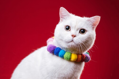 cats2_1170.jpg