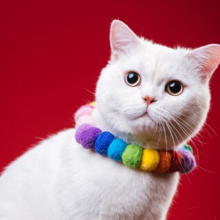 cats2_1170