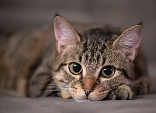 cats2_1171.jpg