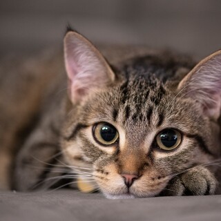 cats2_1171