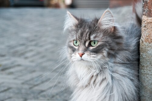 cats2_1172.jpg