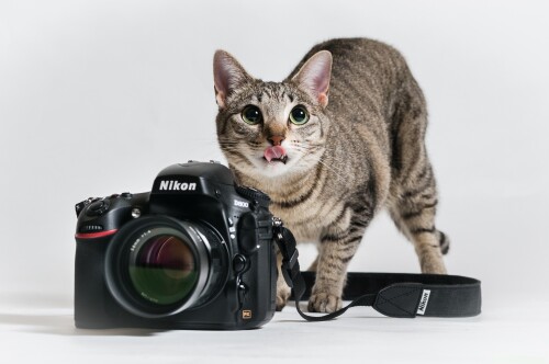 cats2_1177.jpg