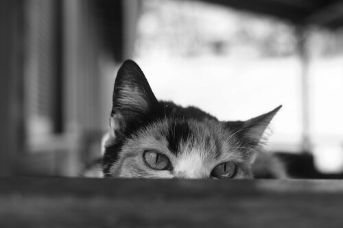 cats2_1178.jpg