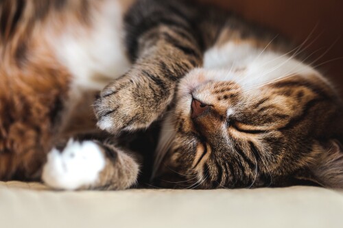 cats2_1183.jpg