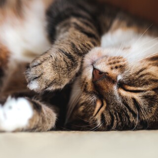 cats2_1183