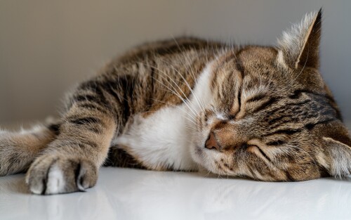 cats2_1186.jpg