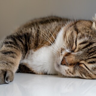 cats2_1186