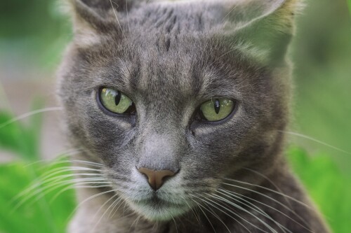 cats2_1187.jpg