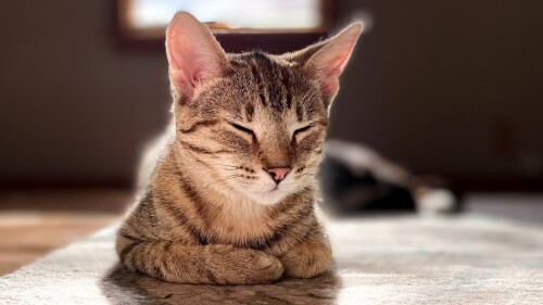 cats2_1190.jpg