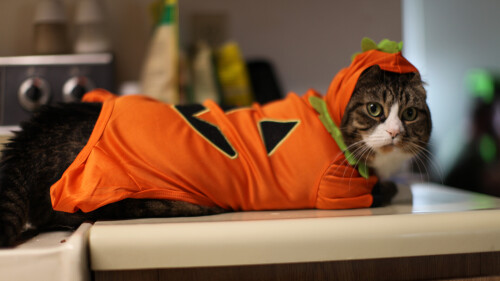 cats2_1202.jpg