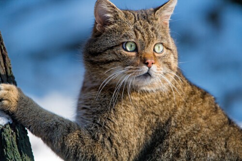 cats2_1206.jpg