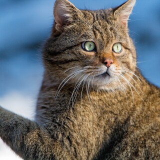 cats2_1206