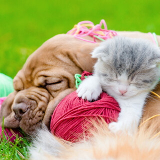 cats2_1207