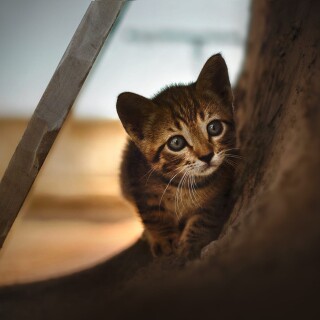 cats2_1212