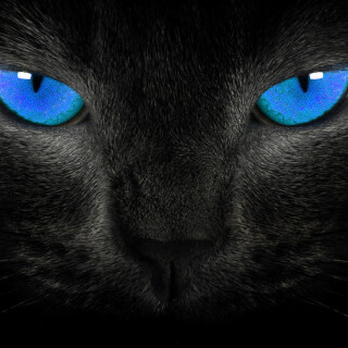 cats2_1217