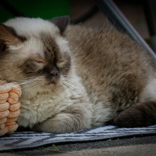 cats2_1218