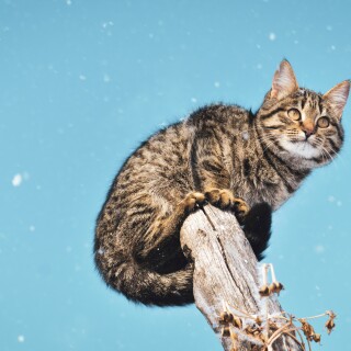 cats2_1222