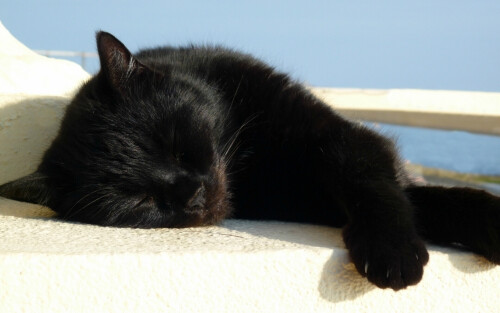 cats2_1224.jpg