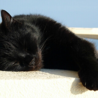 cats2_1224