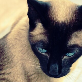 cats2_1229