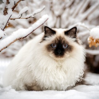 cats2_1233