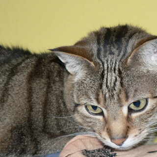 cats2_1237