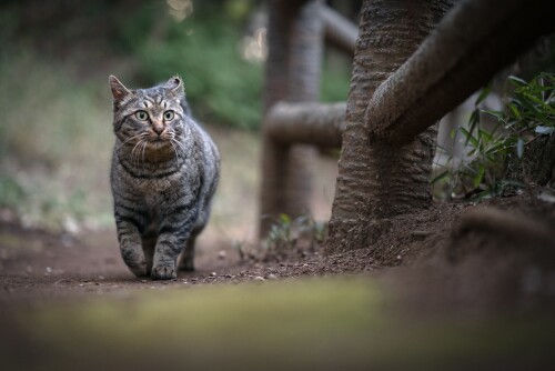 cats2_1242.jpg