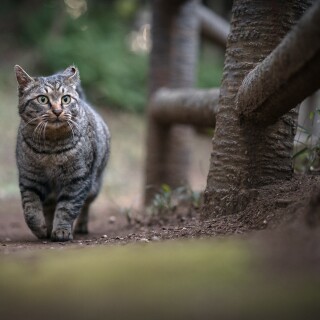 cats2_1242