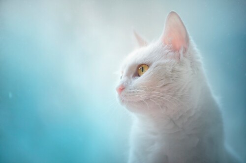 cats2_1243.jpg