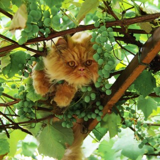 cats2_1244
