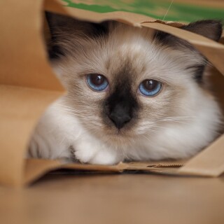 cats2_1246
