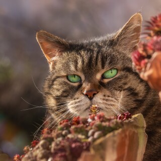 cats2_1251