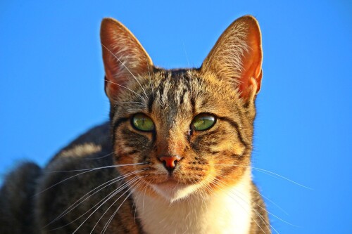 cats2_1255.jpg