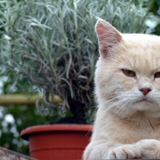 cats2_1261