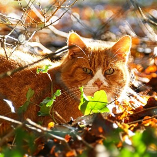 cats2_1262