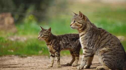 cats2_1264.jpg