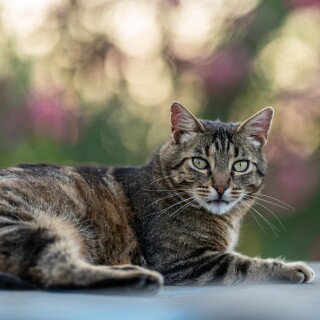 cats2_1270