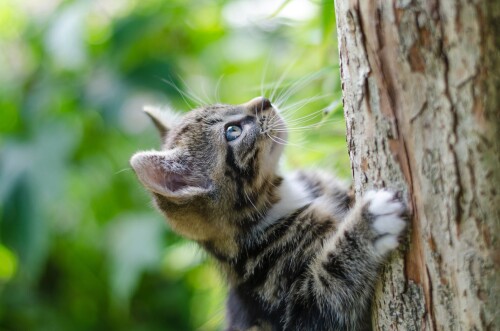 cats2_1273.jpg