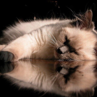 cats2_1280