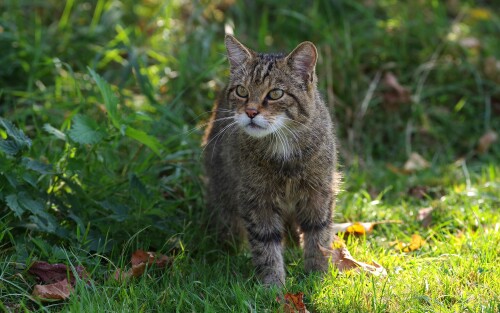 cats2_1282.jpg