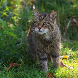 cats2_1282