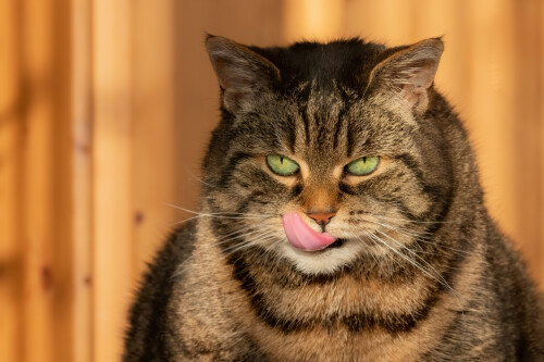 cats2_1283.jpg