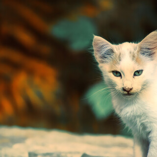 cats2_1285