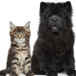 cats2_1288