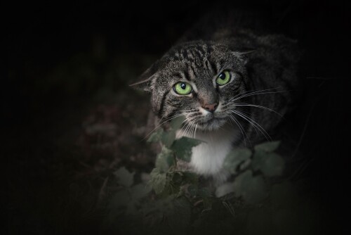 cats2_1291.jpg