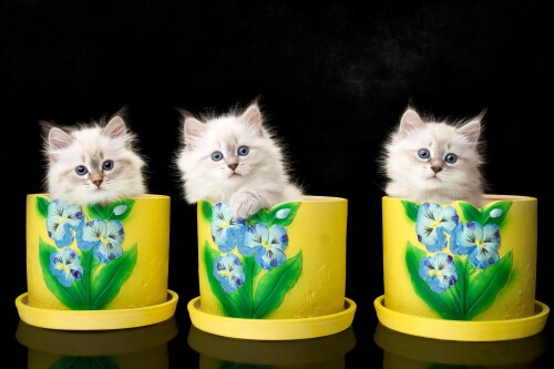 cats2_1303.jpg