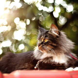 cats2_1322
